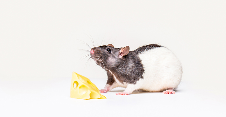 Можно ли кормить крысу сыром правила и рекомендации