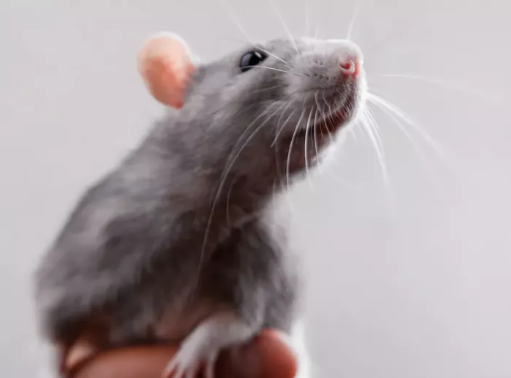 Как правильно кормить и ухаживать за крысой — советы и рекомендации