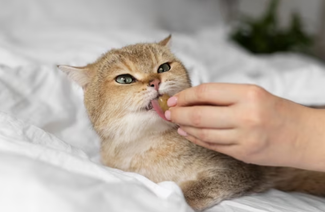 Как правильно кормить кота после болезни