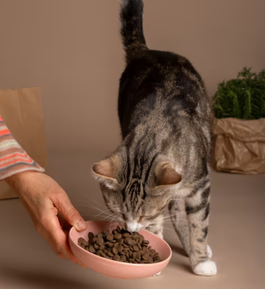 Лечение поноса у кошек советы по кормлению и лечению