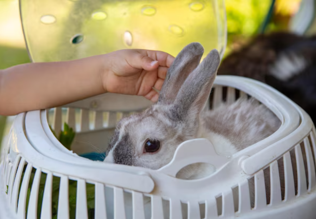 Как часто нужно кормить декоративного кролика