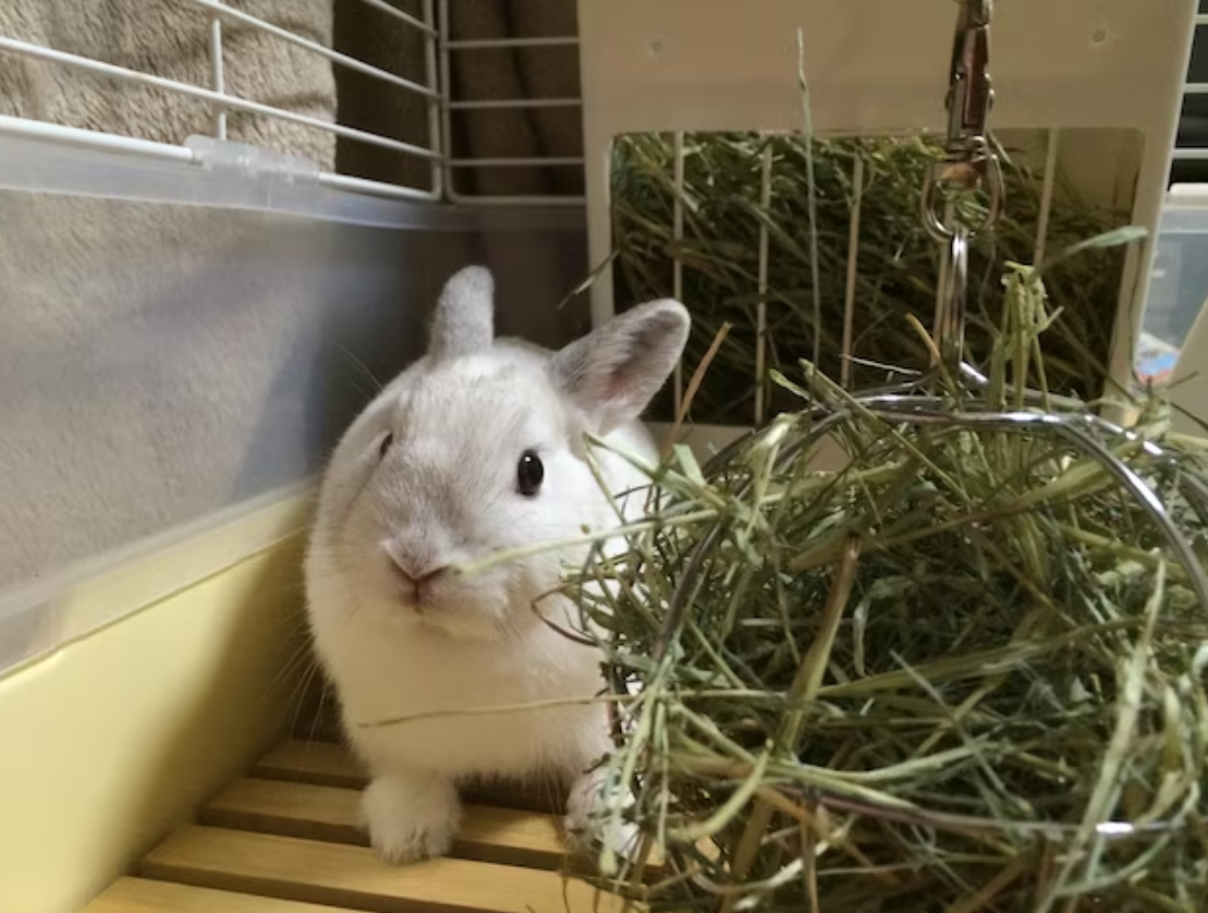 Можно ли кормить декоративного кролика капустой — вред или польза?